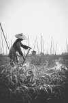 Inle Lake Woman Gardens.jpg