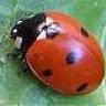 Ladybird