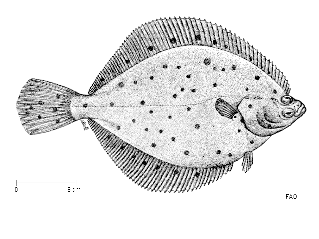 plaice.gif